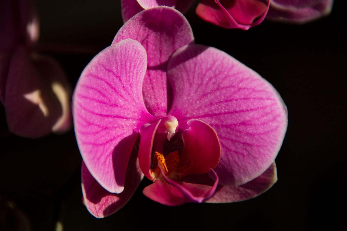 Phalaenopsis