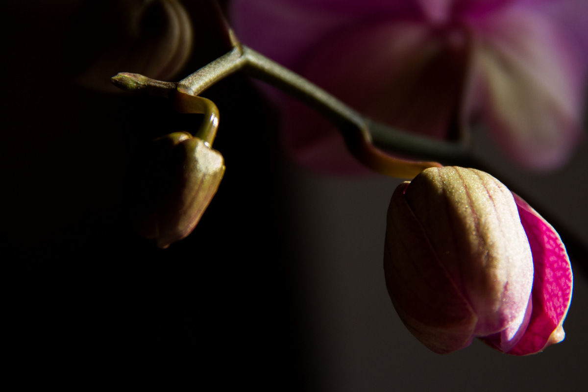 Boccioli di Phalaenopsis