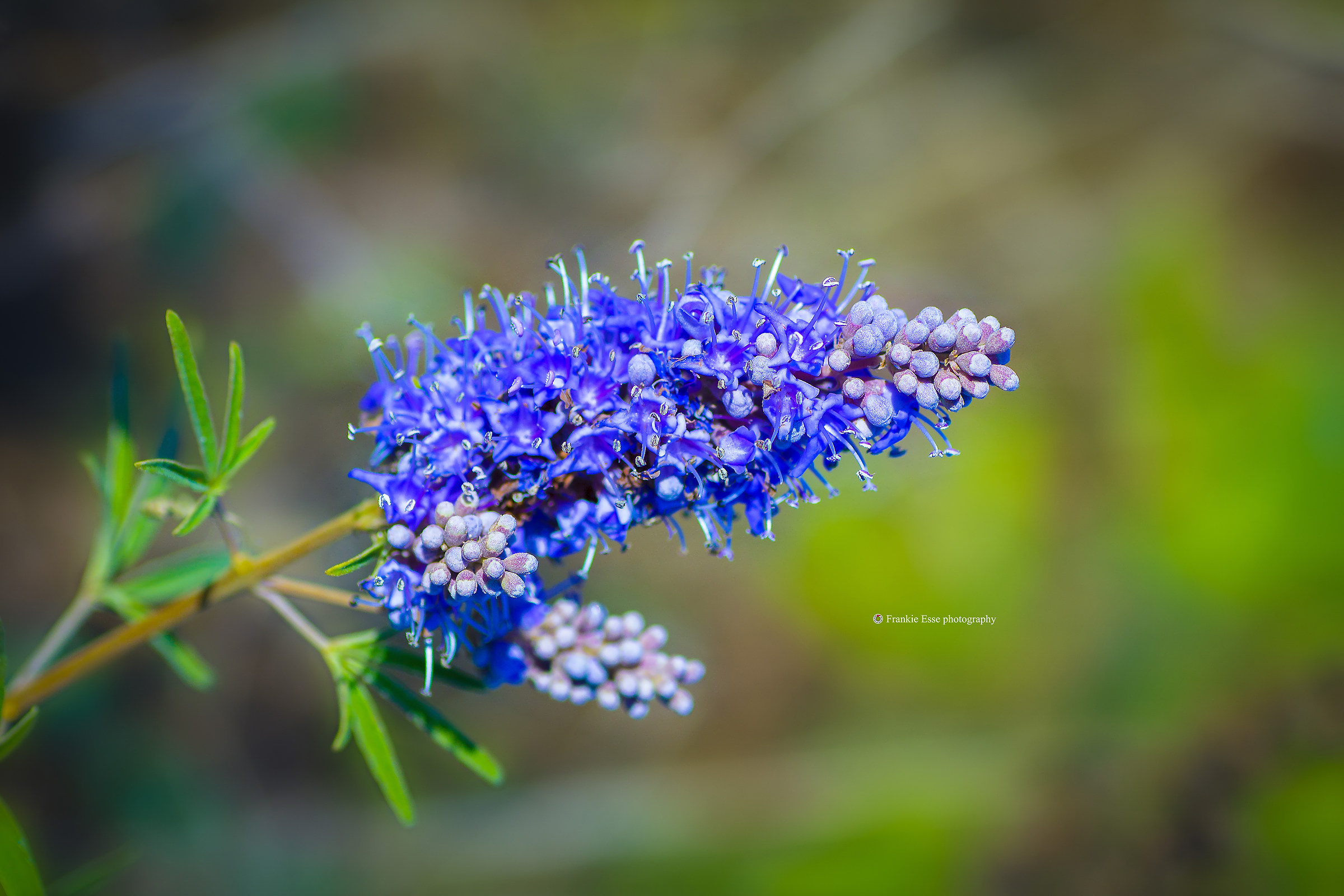 Blue flower