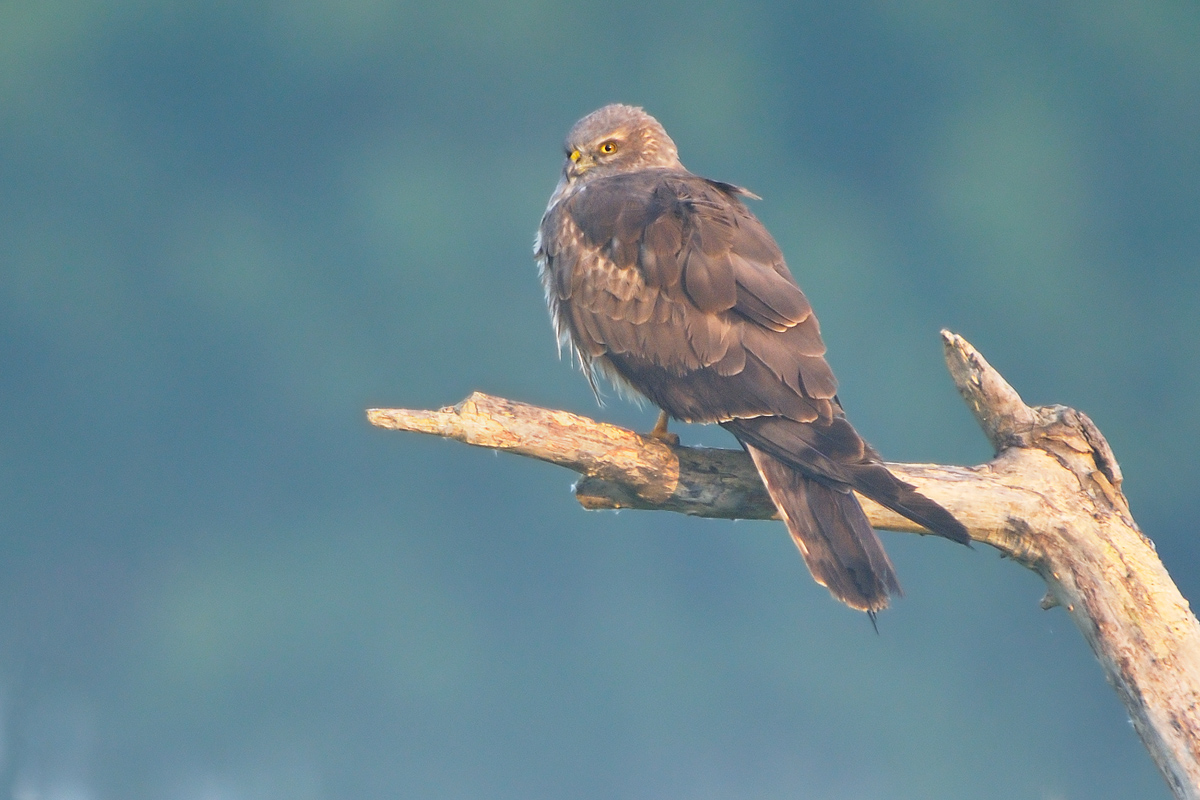 Alba.......all'alba! 2