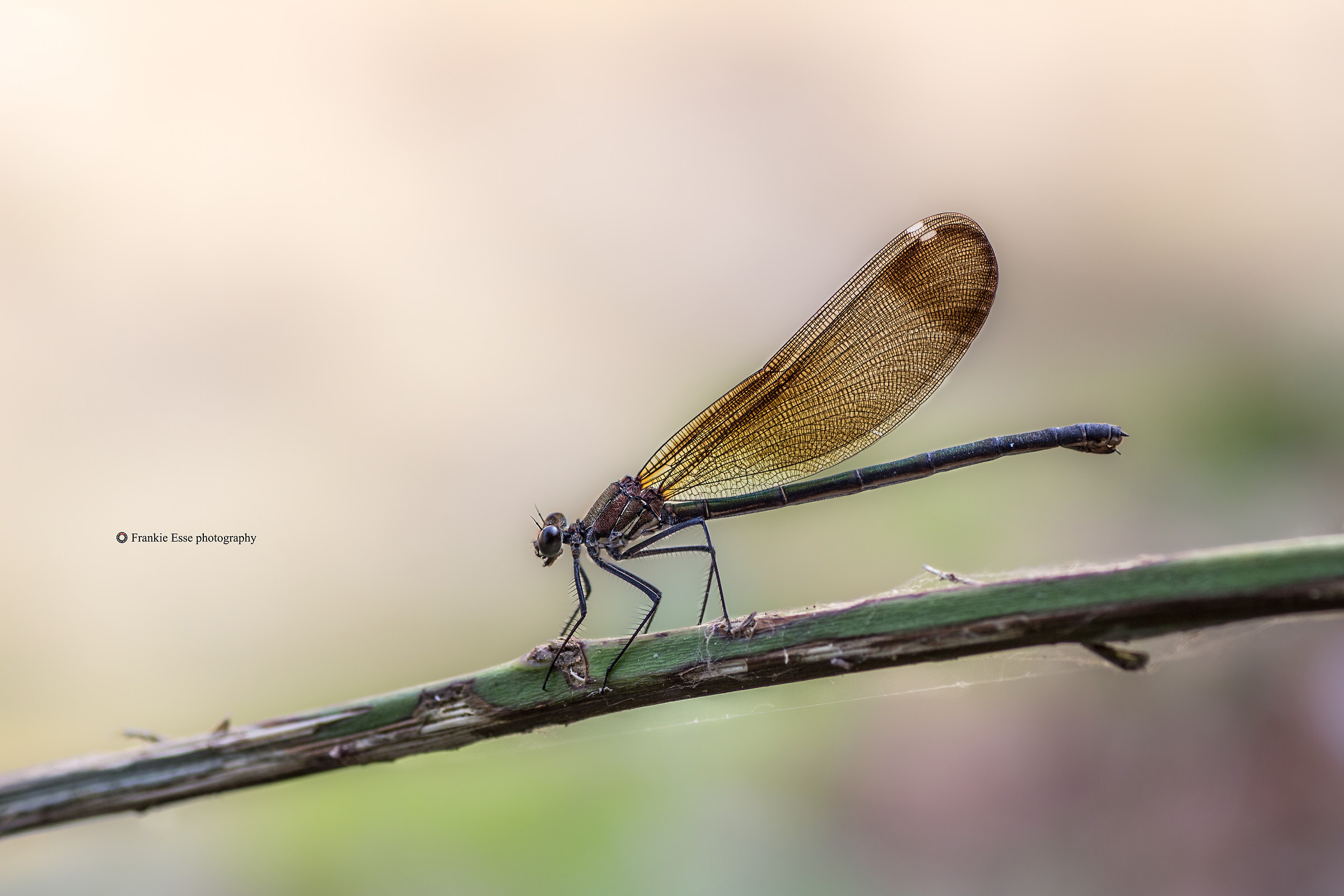 Calopteryx splendens
