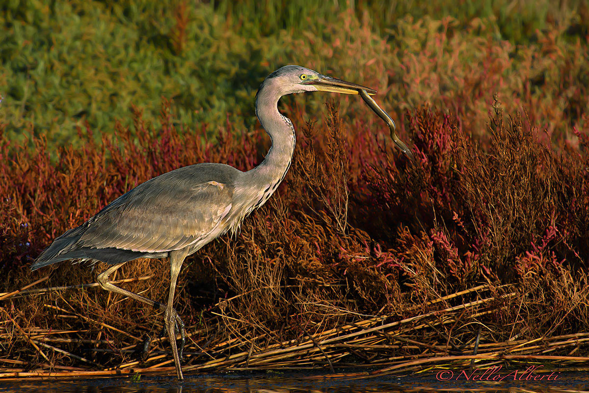 Airone cenerino con anguilla