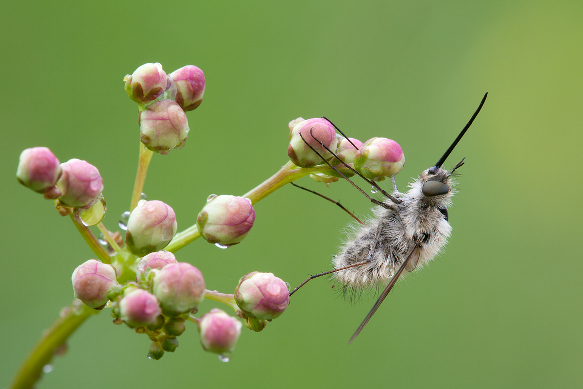 Bombylius major