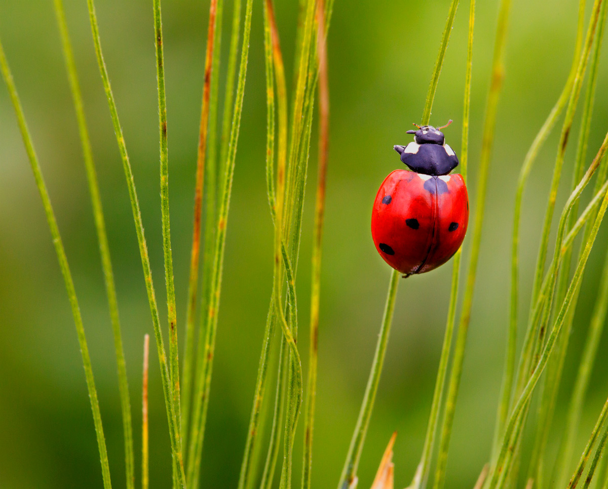 ladybird