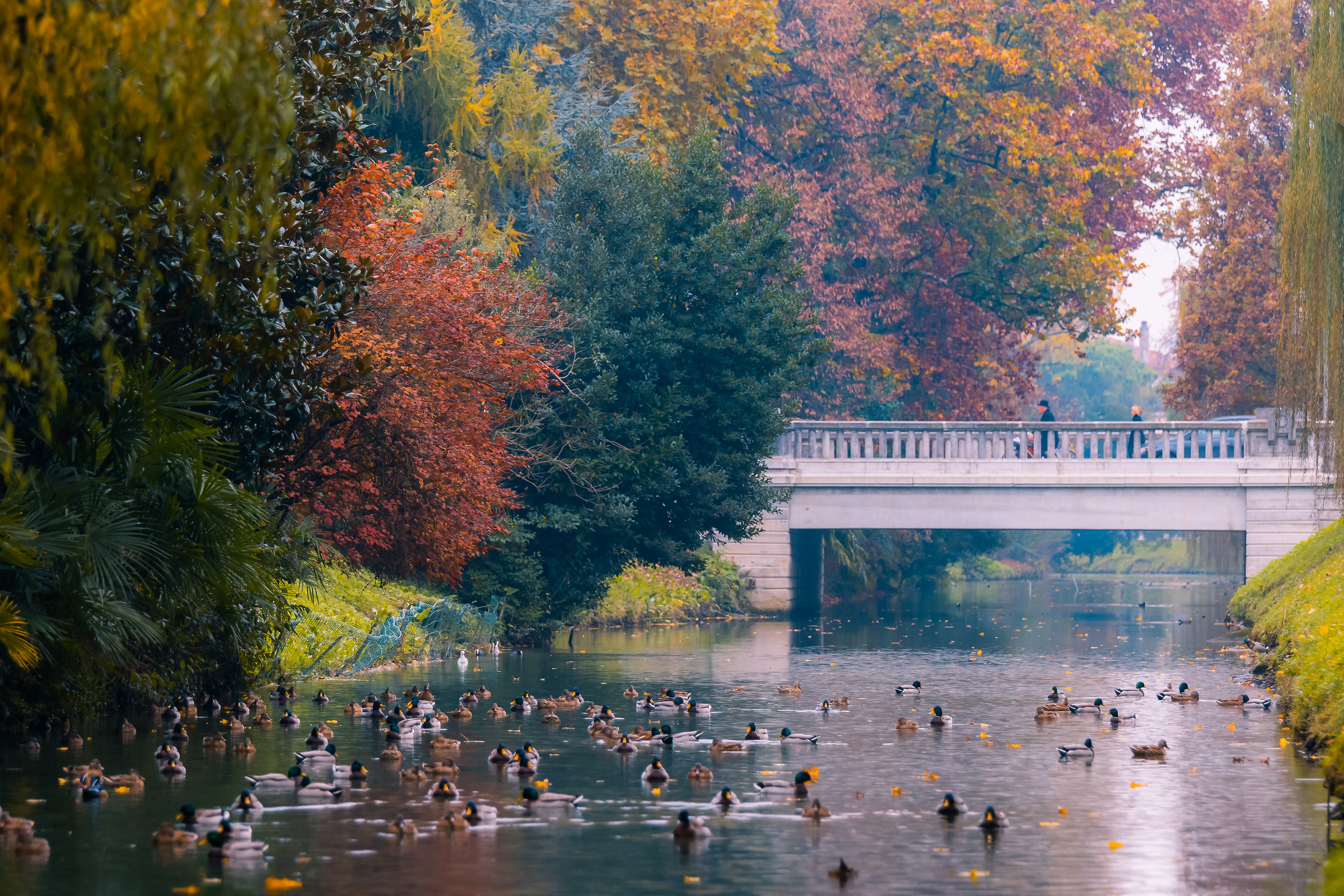 Autunno a Treviso