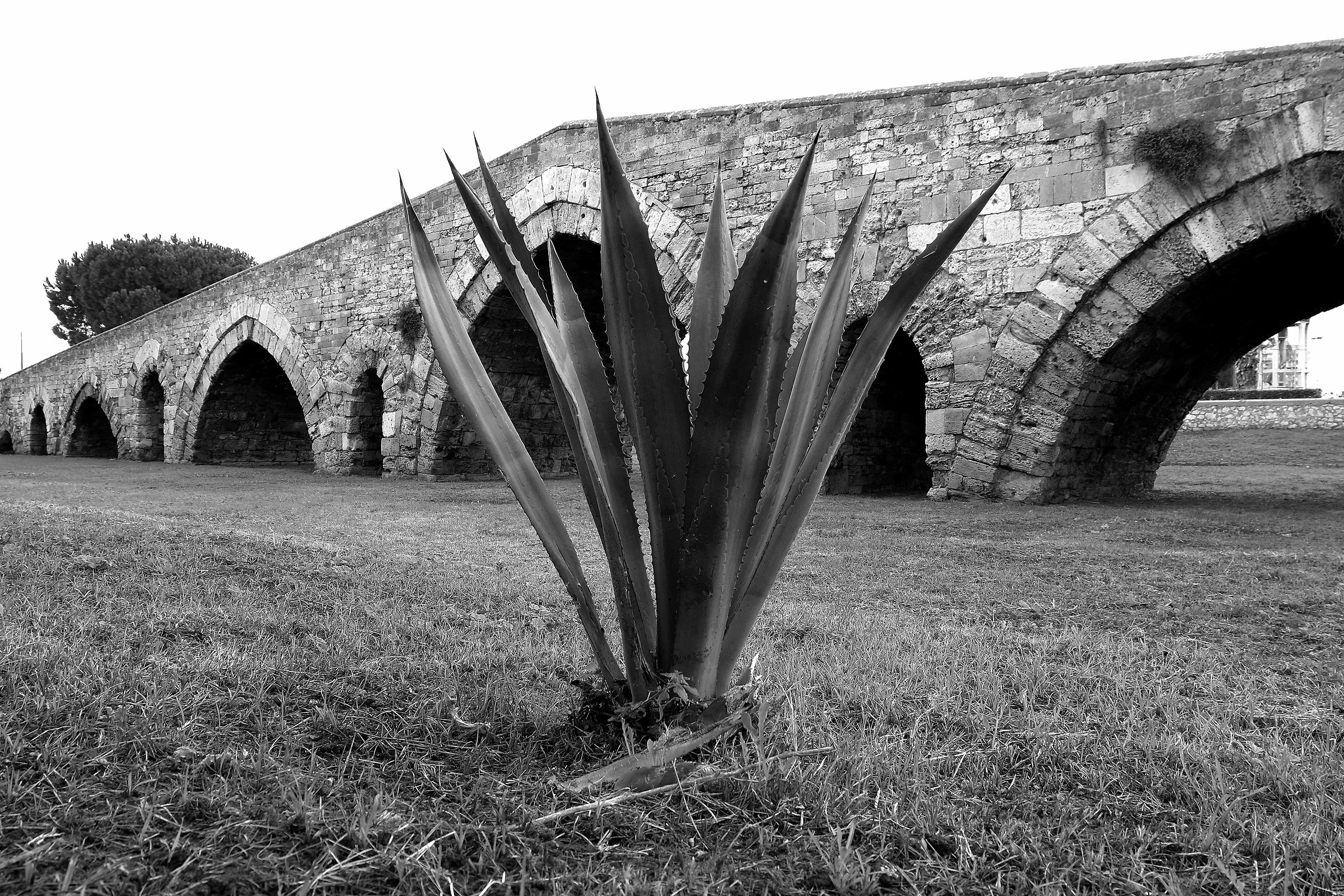 Agave