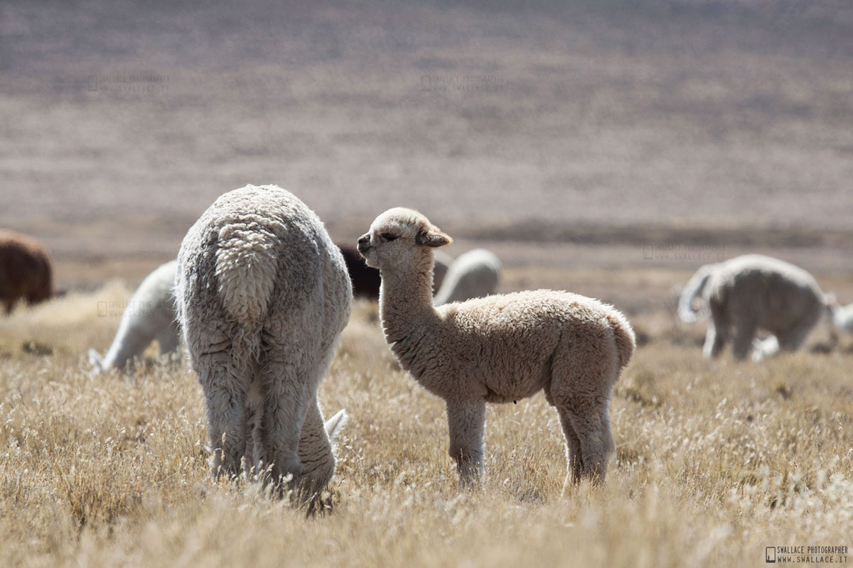 Alpaca - Peru '