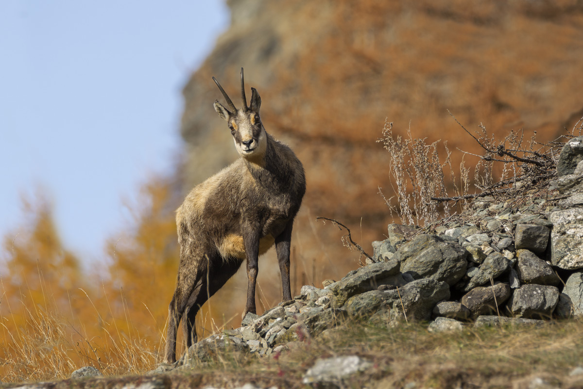 Chamois