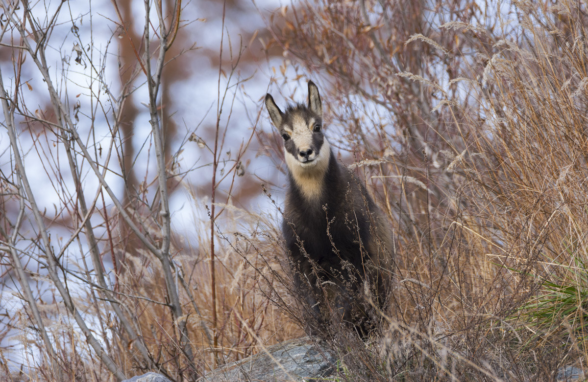 Chamois