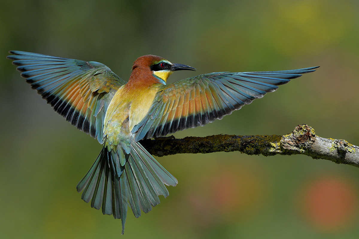 Gruccione in arrivo al posatoio.