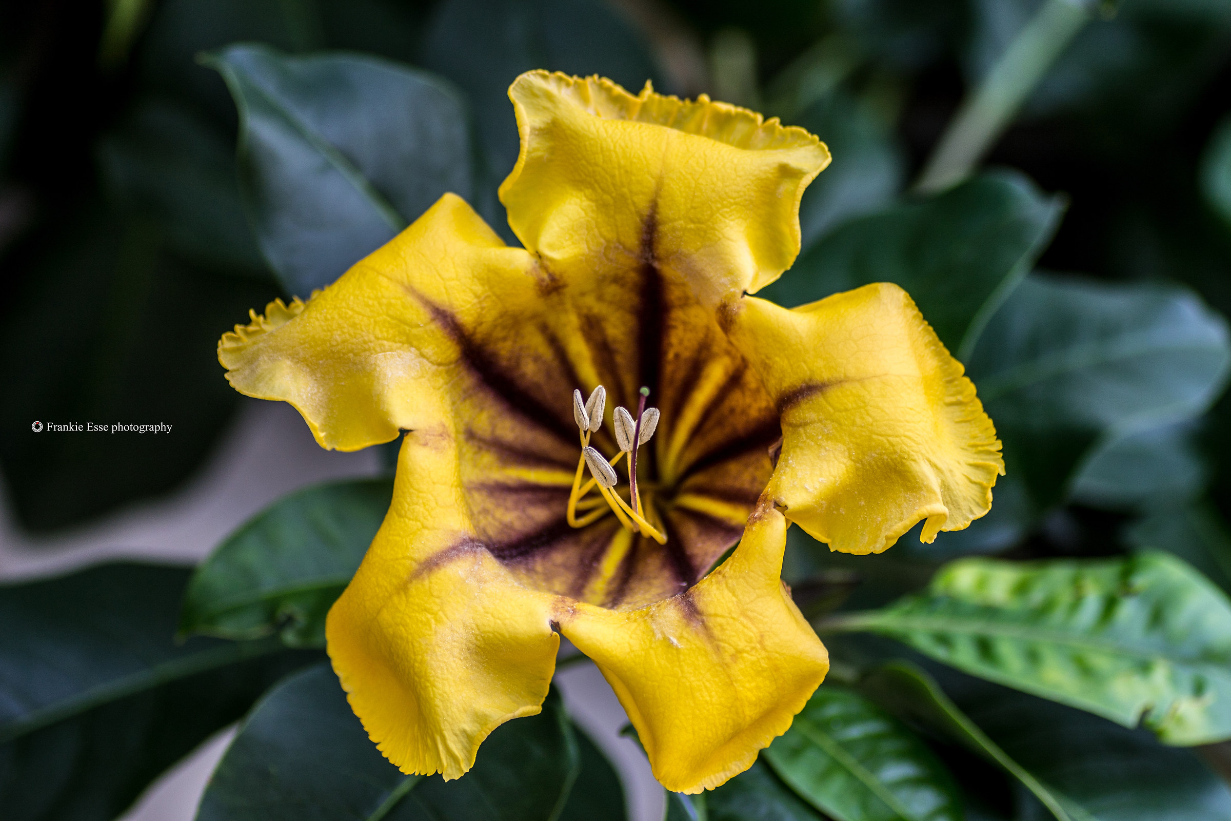 Solandra maxima