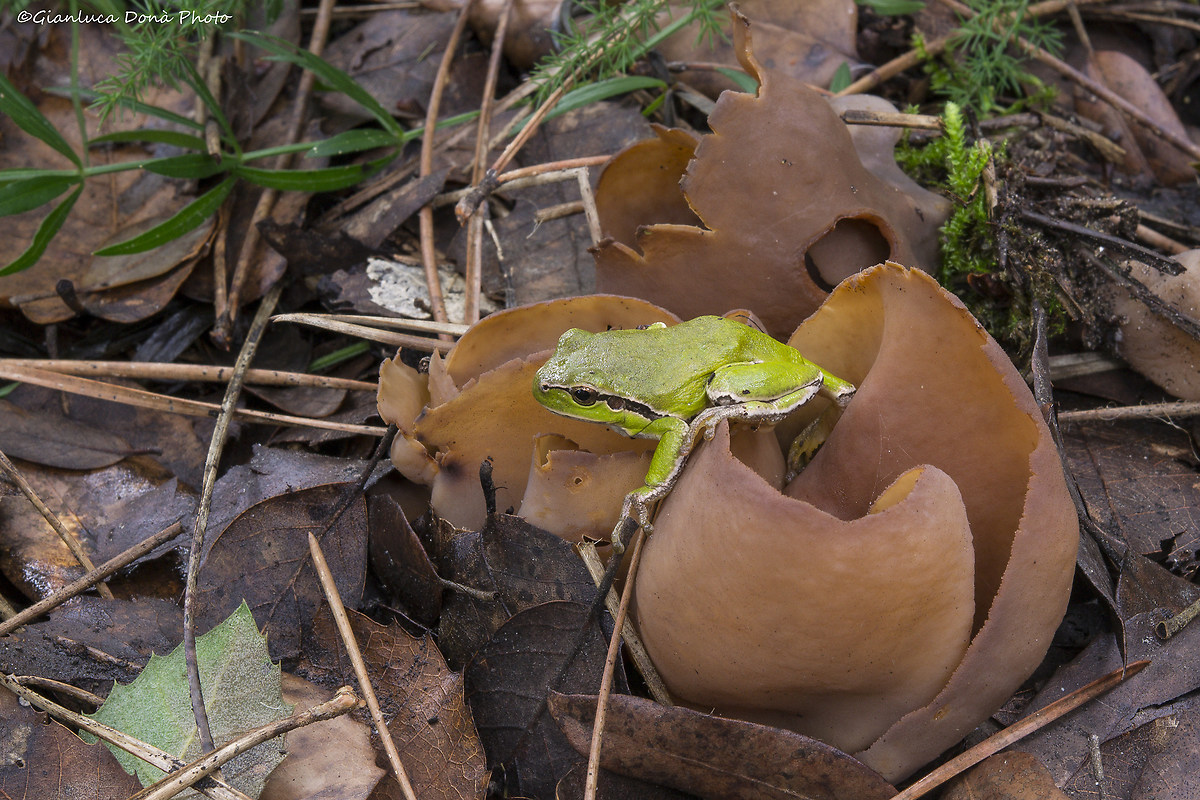 The otidea and the tree frog