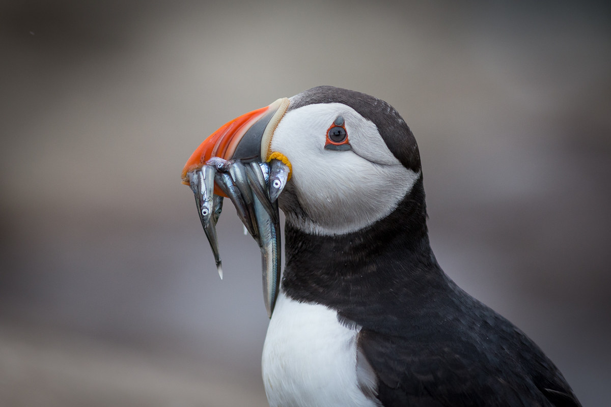Ritratto di pulcinella di mare