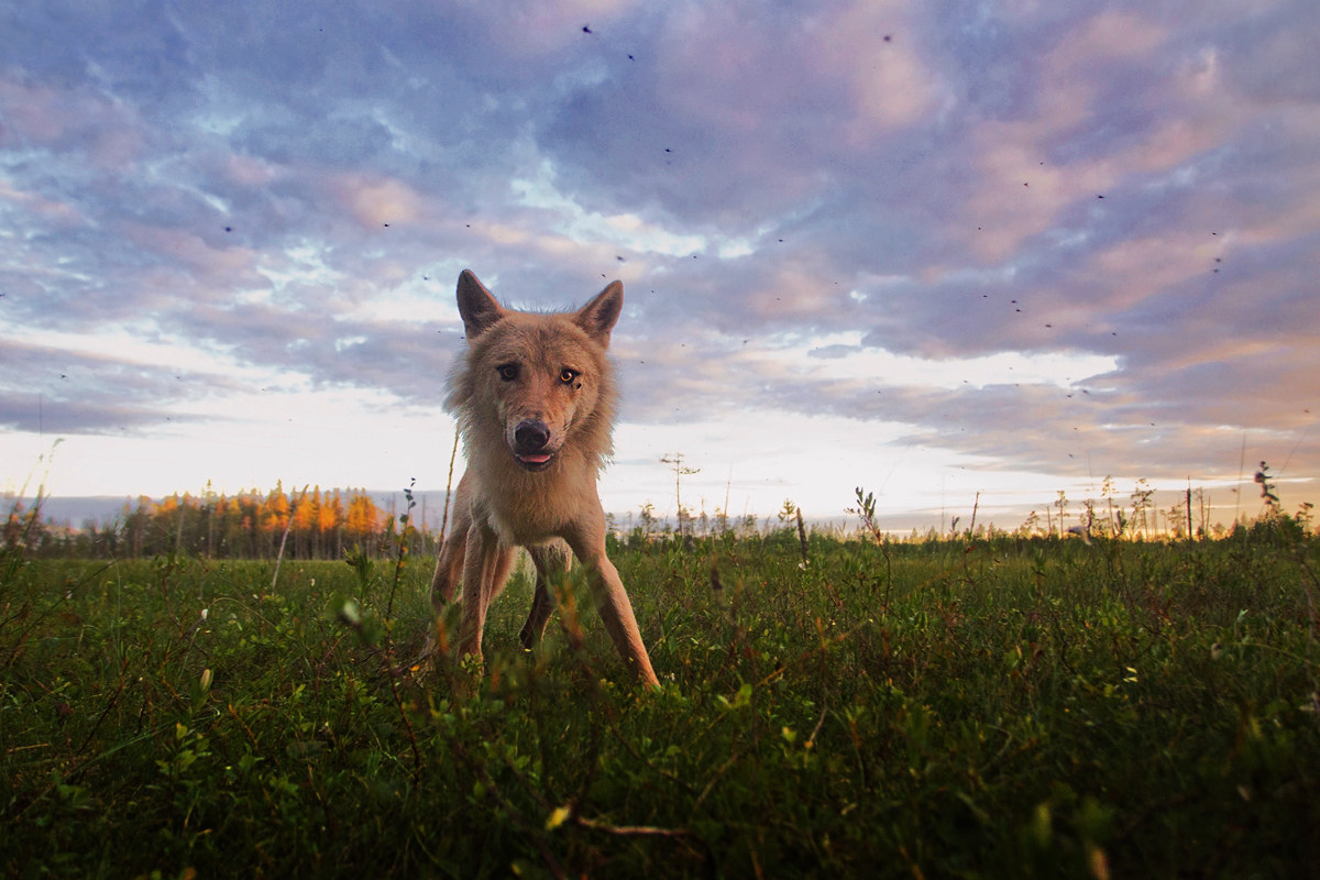 Il re delle terre selvagge