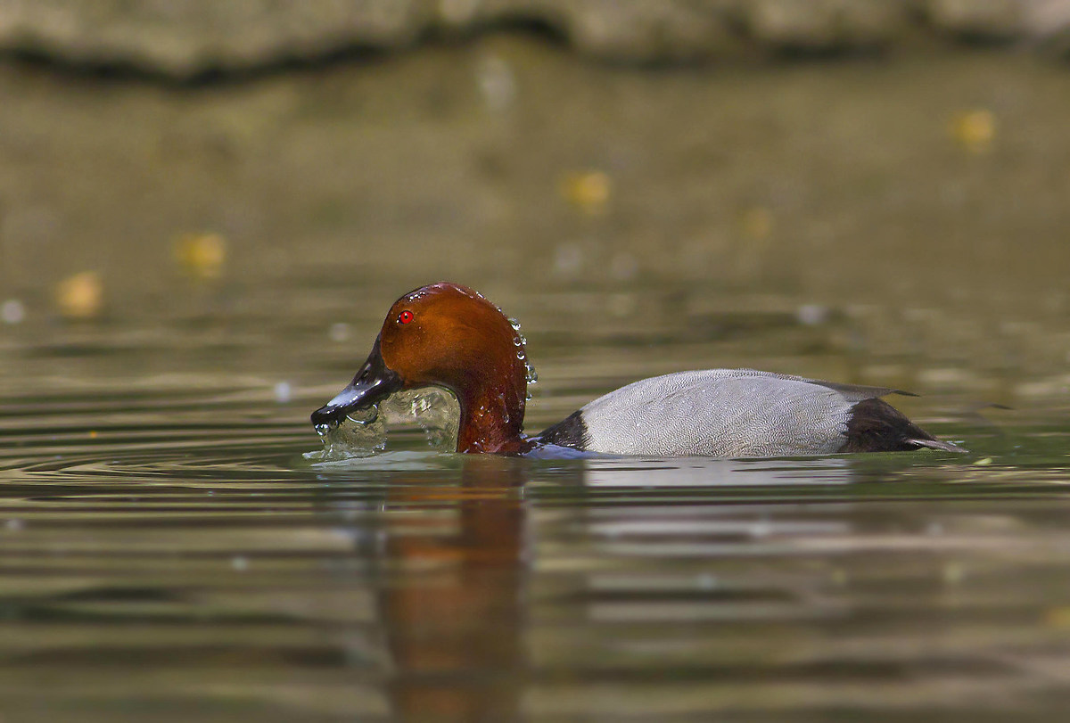 Pochard