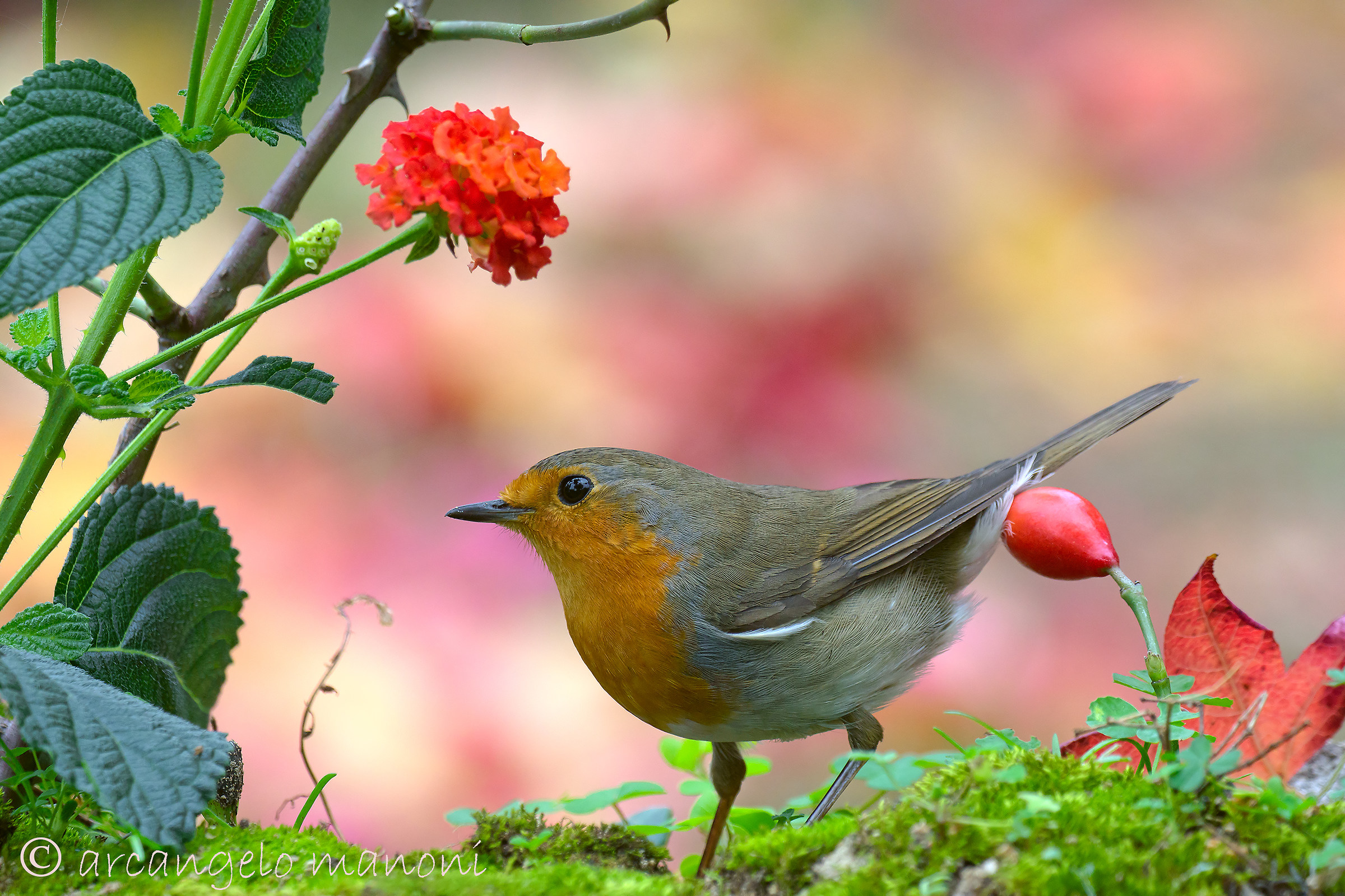 Robin in the garden