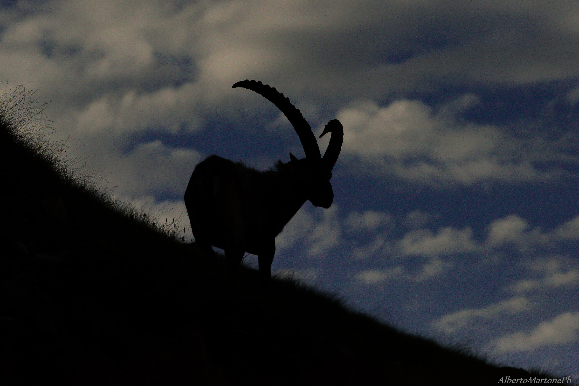 Grosso maschio all'alba