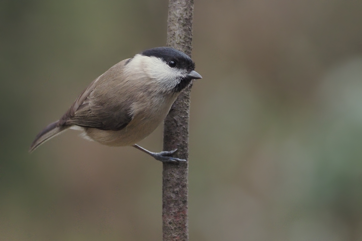 marsh tit
