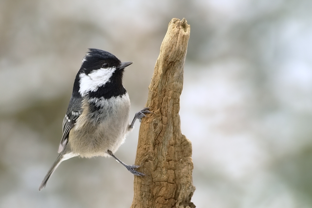 coal tit
