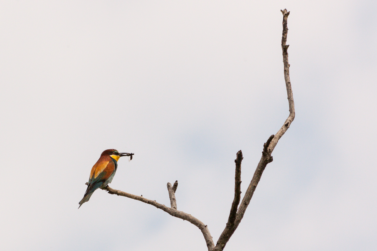 Technical question ...