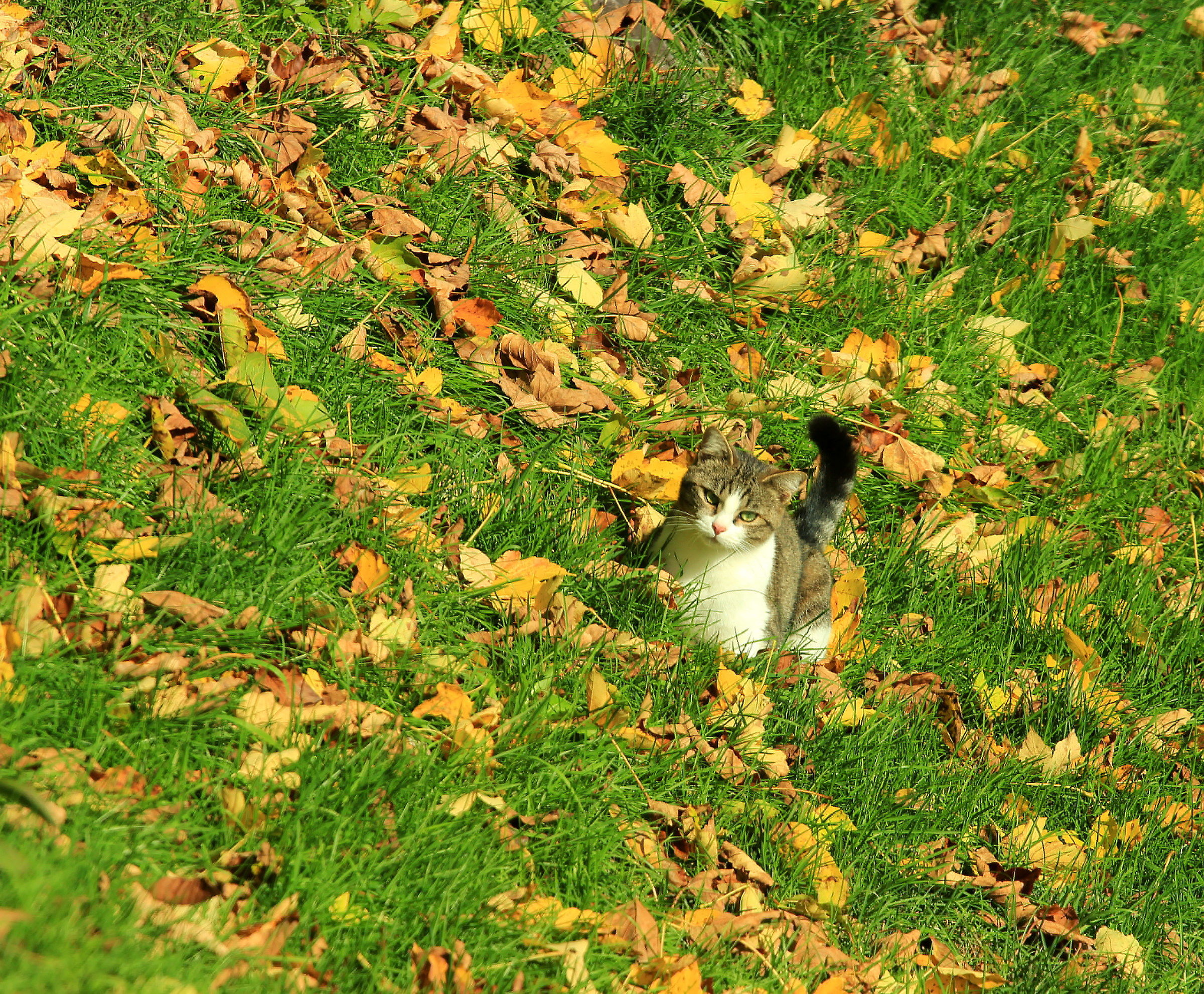 A caccia.. di foglie che cadono!!