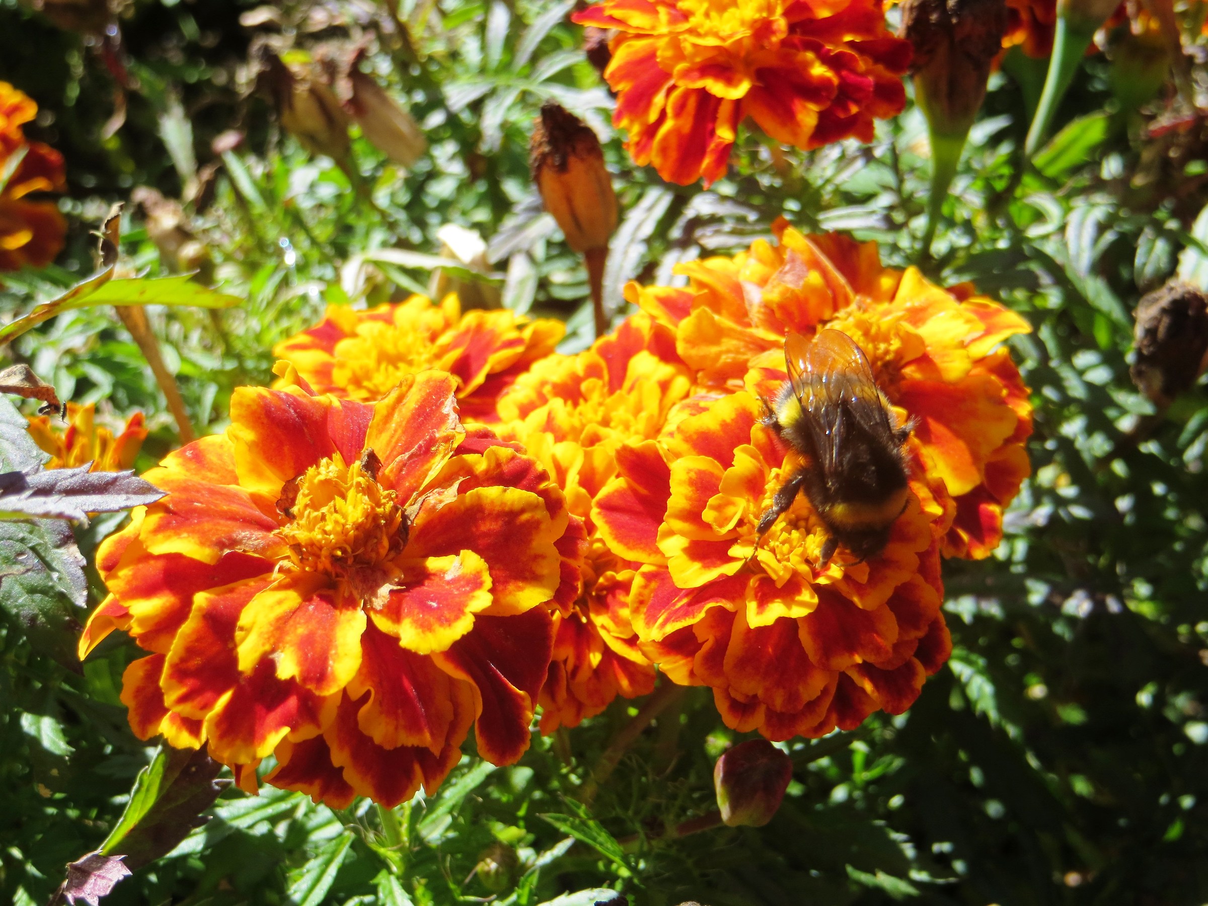 Flowers and bee