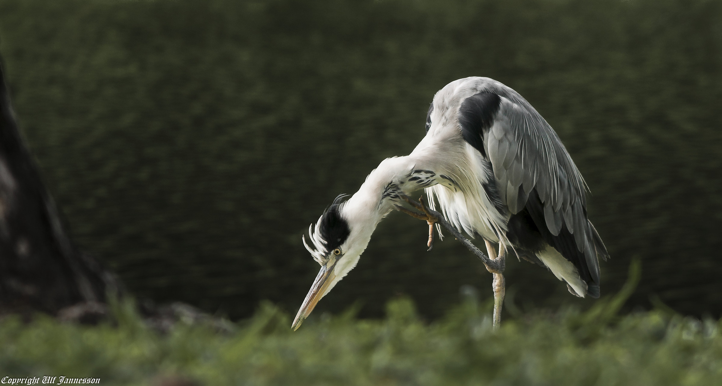 Grey Heron