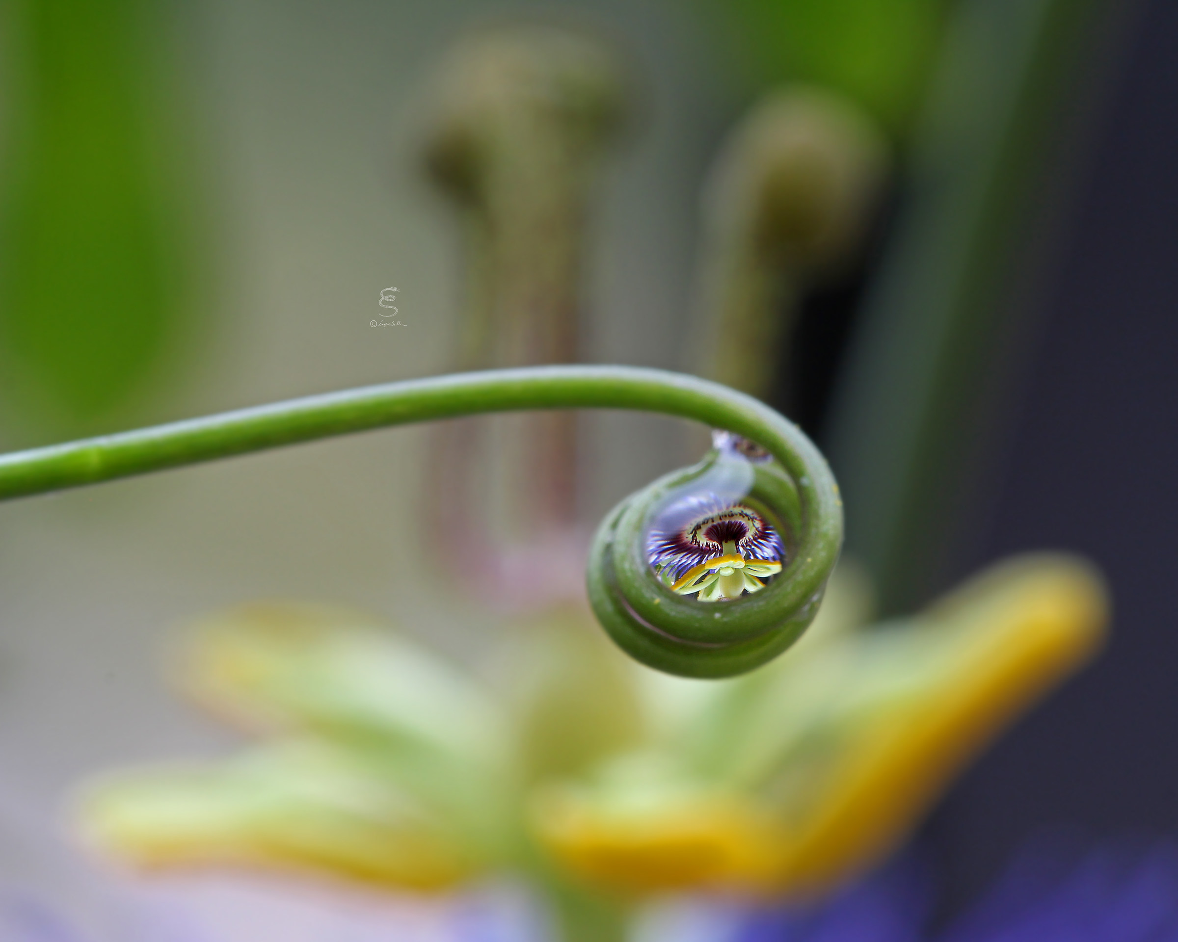 Passiflora reflected in his own tendril