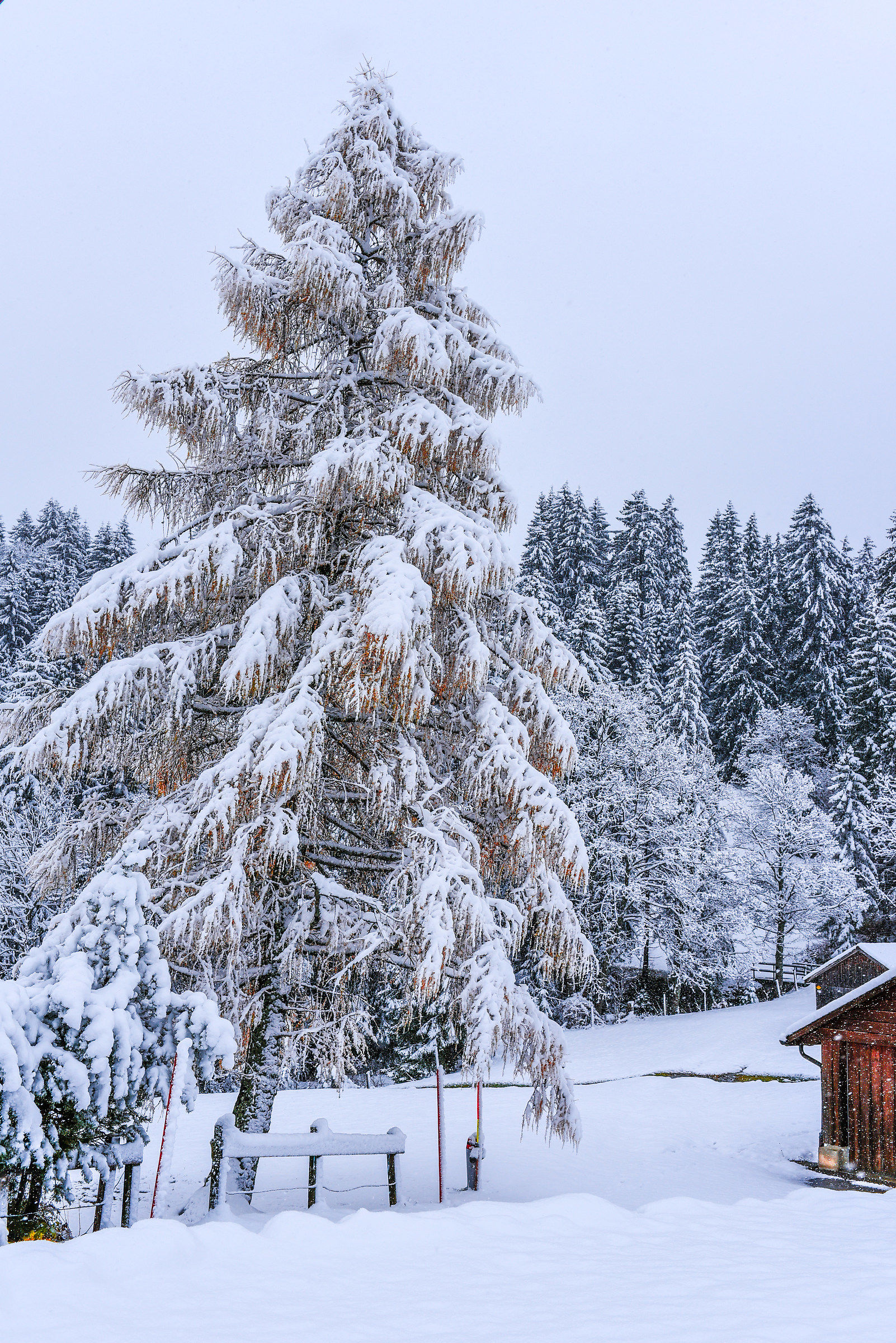 First snow in Wildhaus