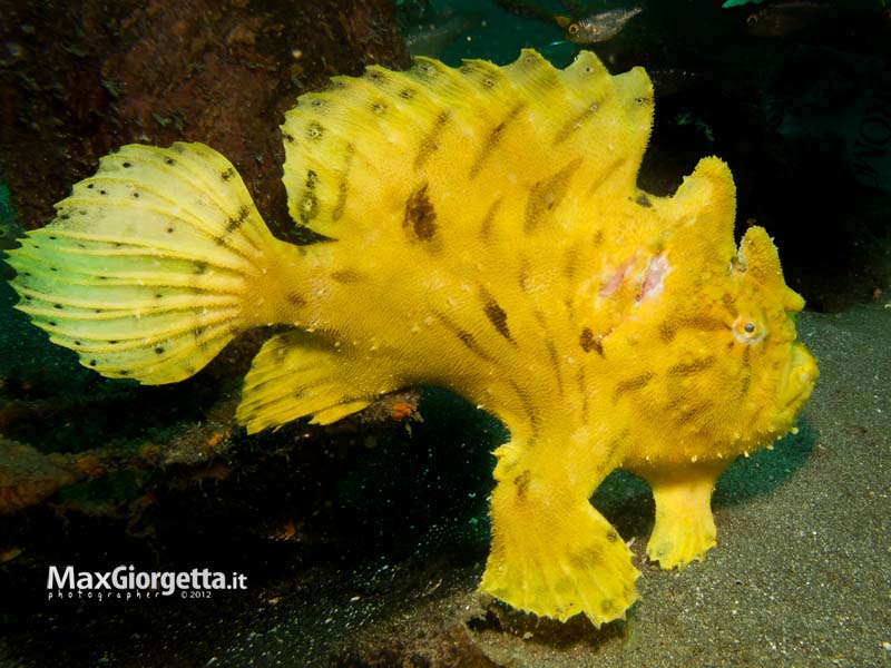 1 Yellow frog fish