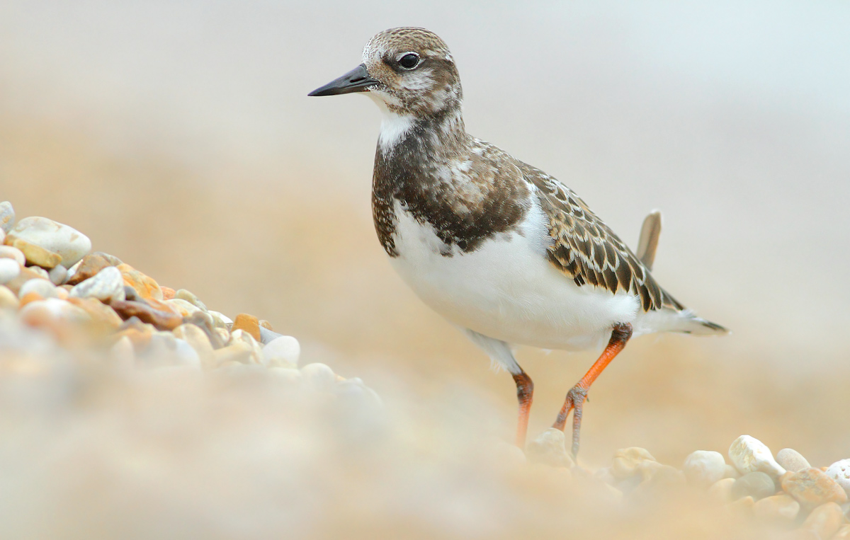 Ruddy Turnstone