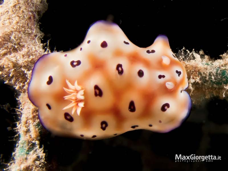 1 Chromodoris leopard