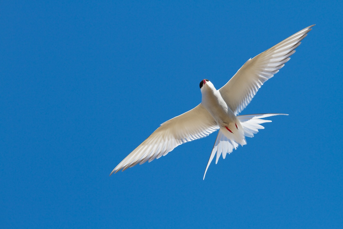 tern