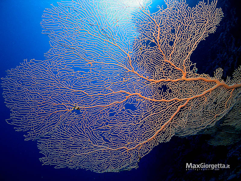 Gorgonia gigante