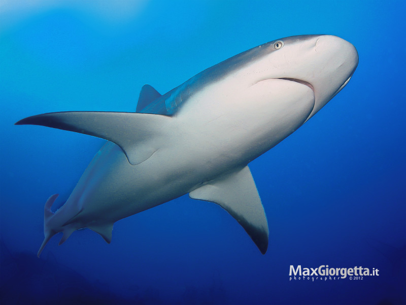 Grey shark - the carribean