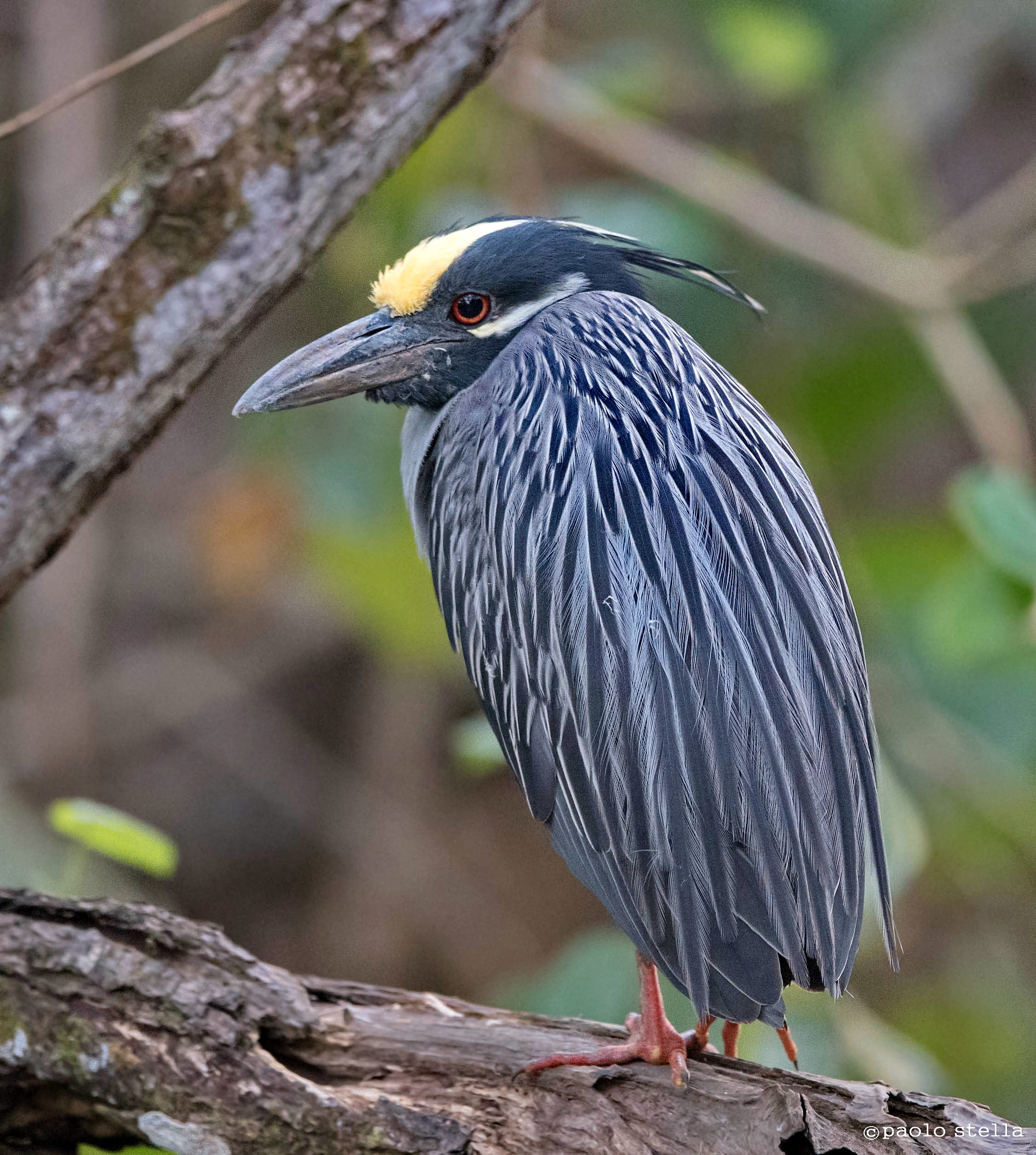 Yellow-crowned night-heron (Nyctanassa purple)