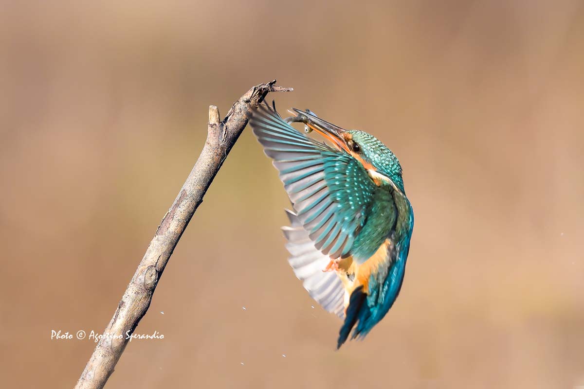 Kingfisher (Alcedo atthis)