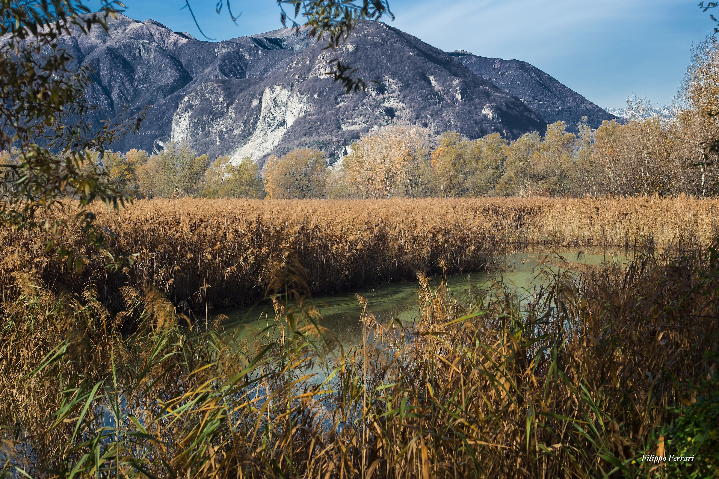 Reeds of Fondotoce 2