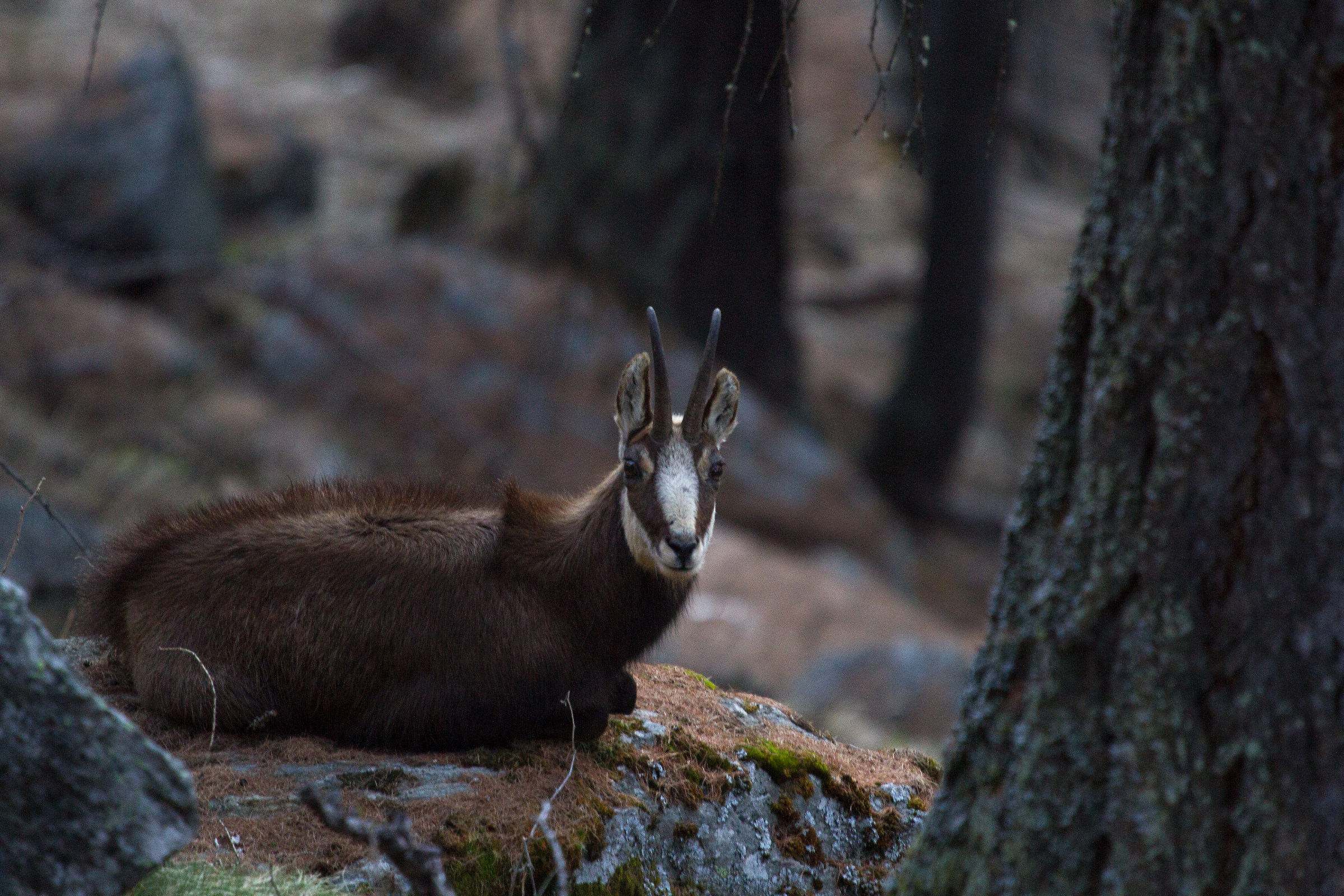 Chamois