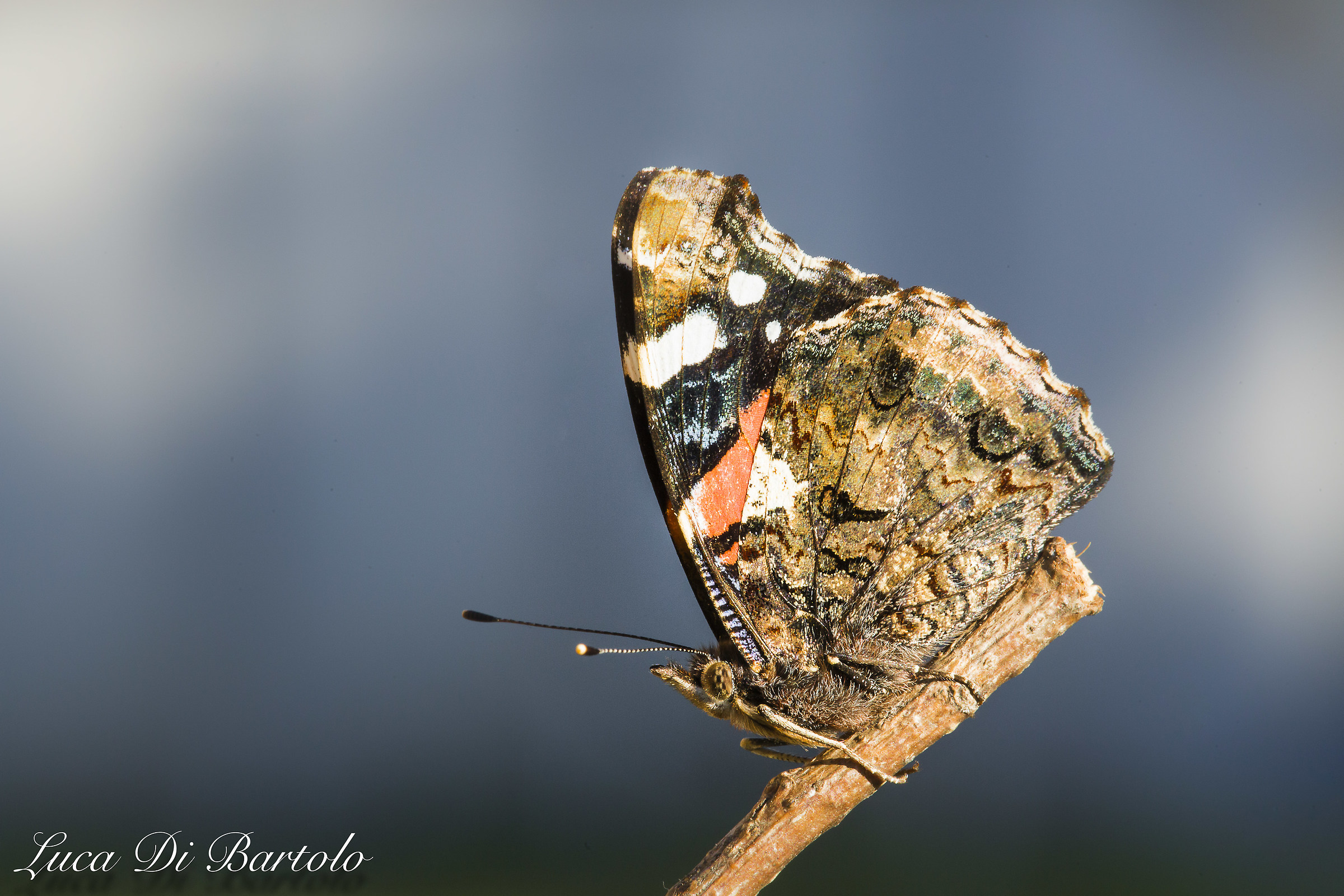 Butterfly (Vanessa Atalanta) Po Valley