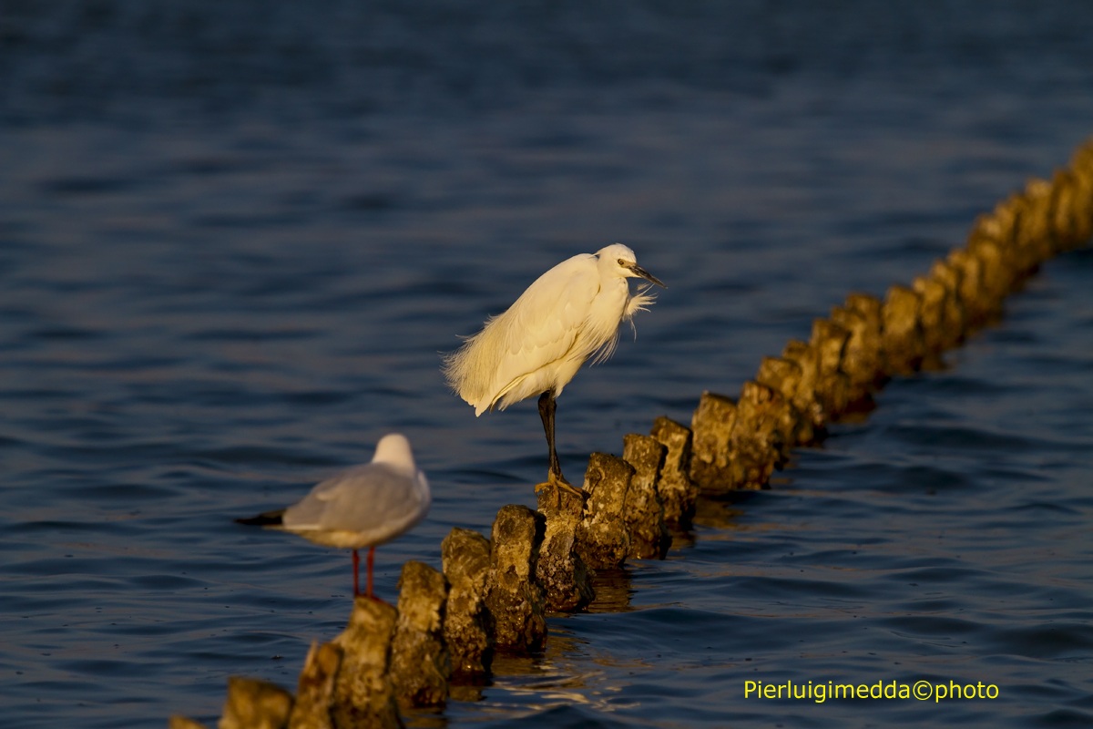 Garzetta Egretta garzetta