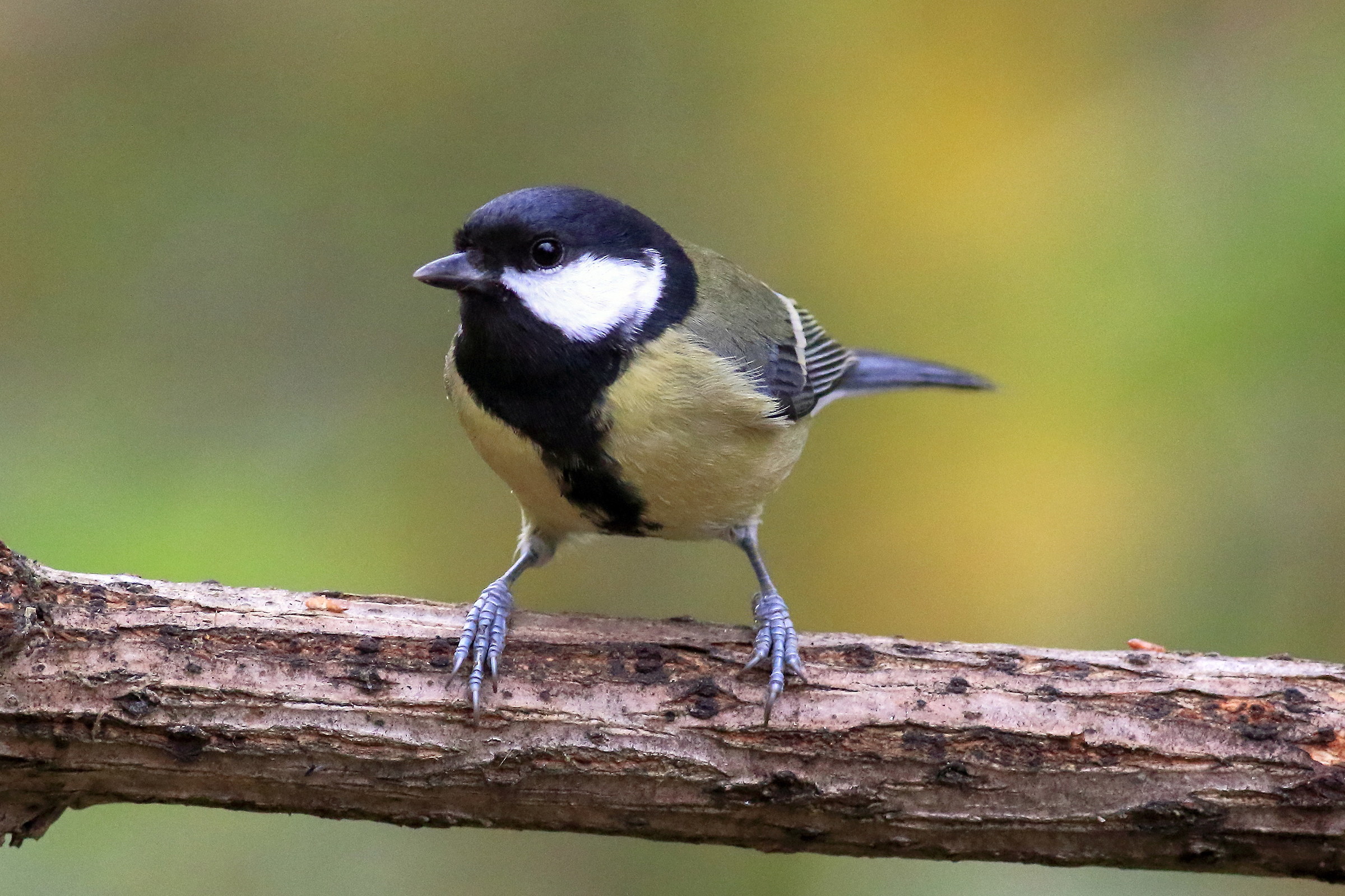 titmouse