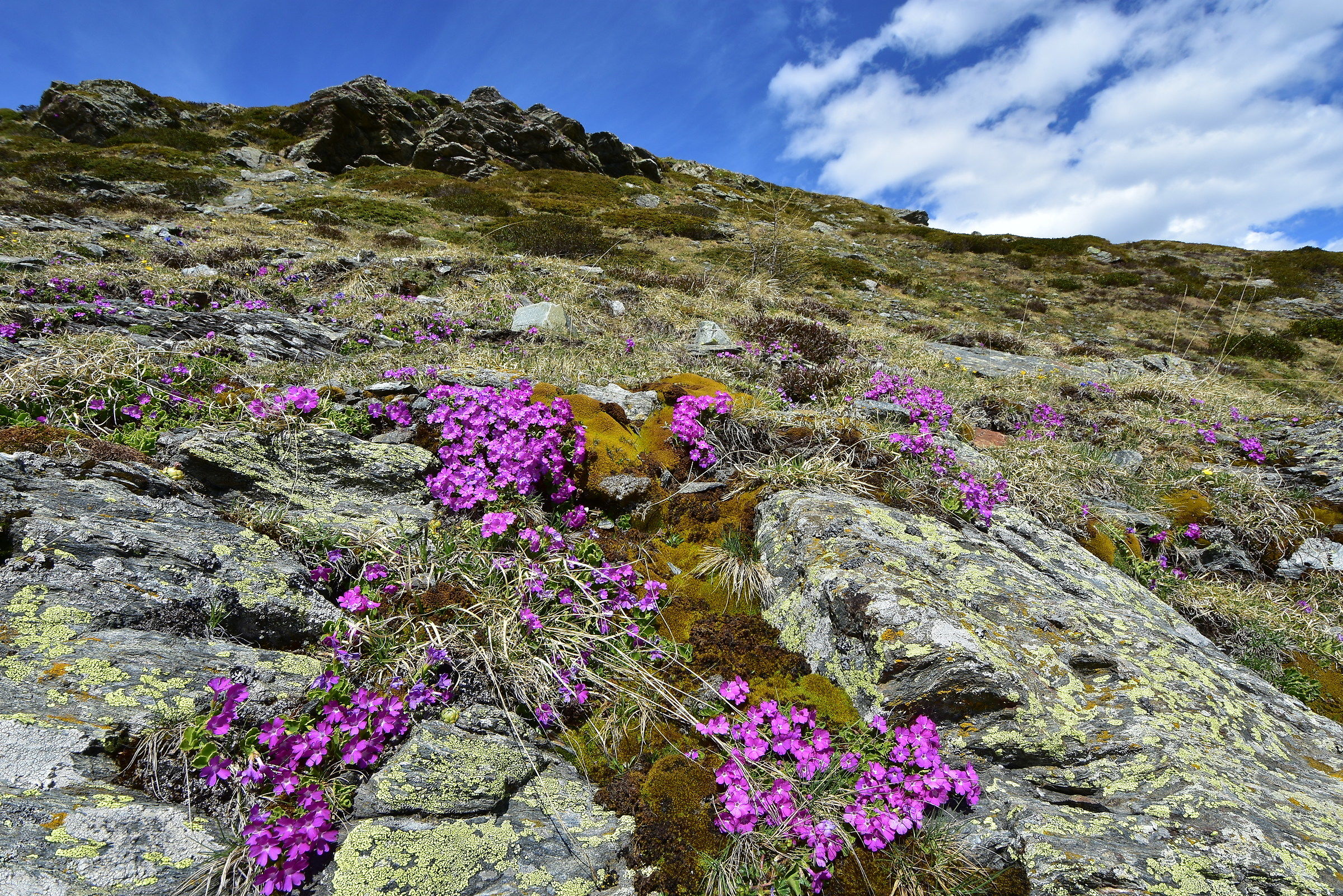 Primavera al Foscagno
