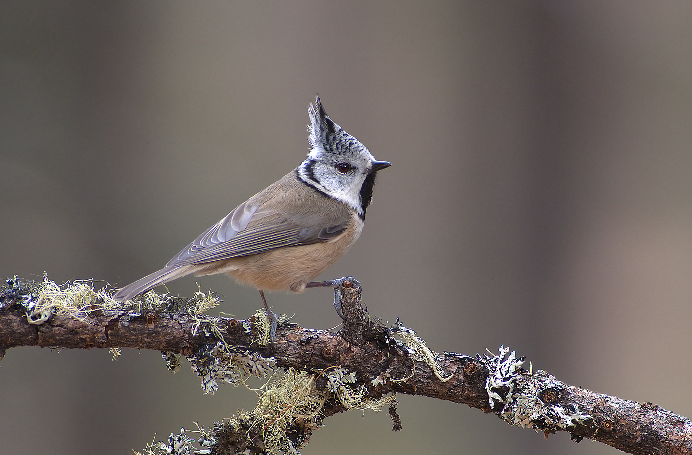 crested tit