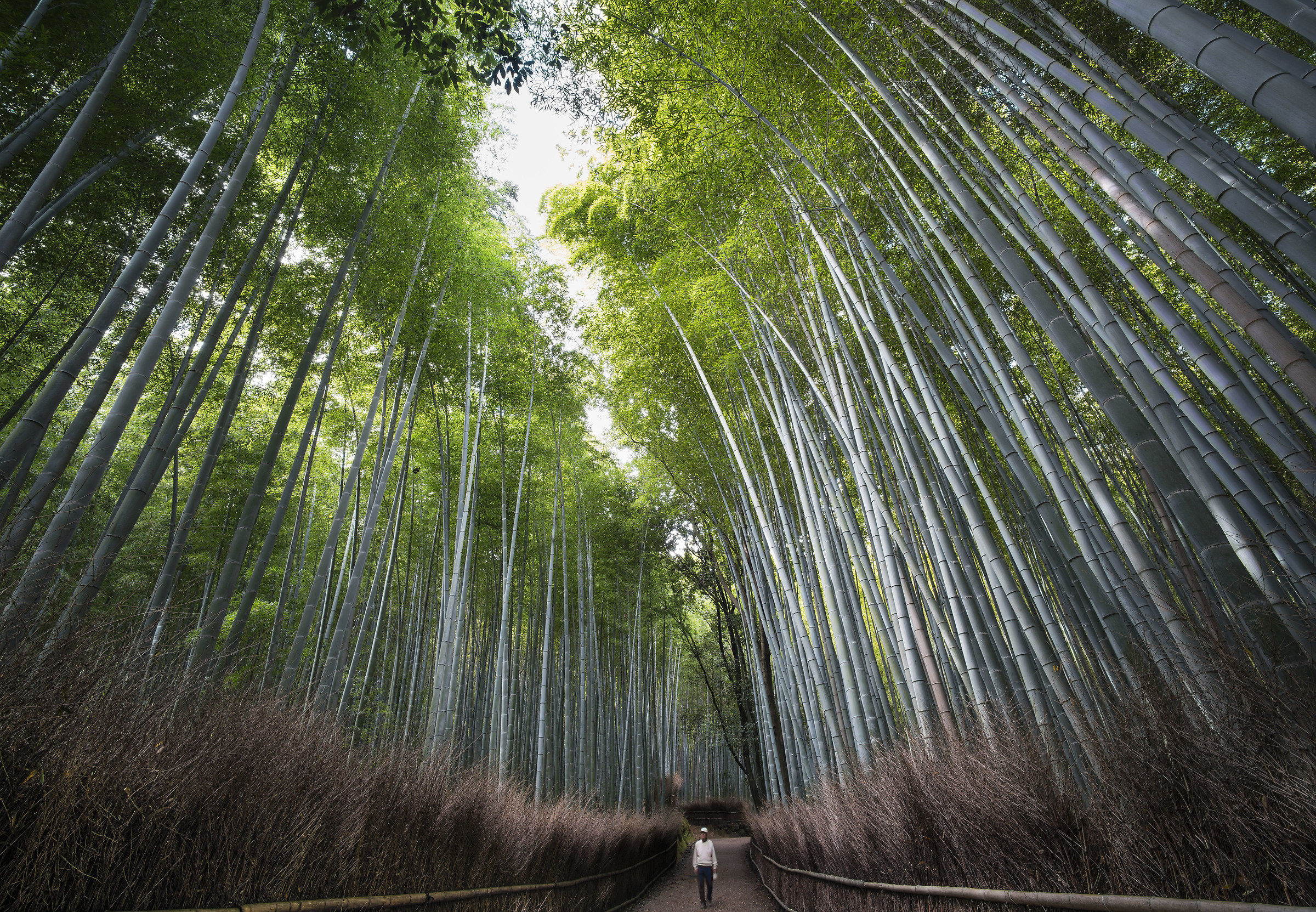 Foresta di bambù Arashiyama