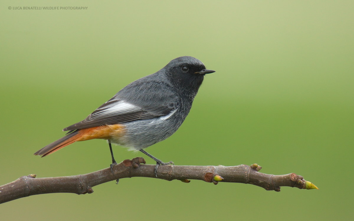 Black redstart