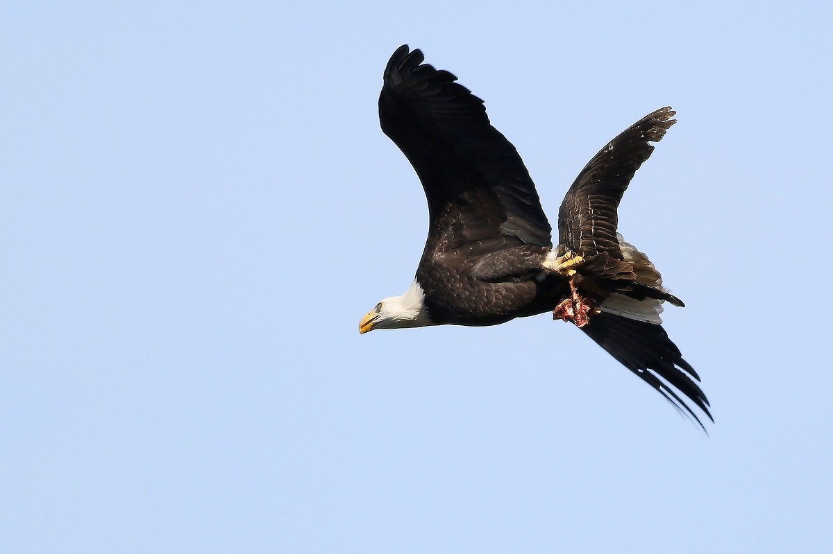 The Spoils of Battle