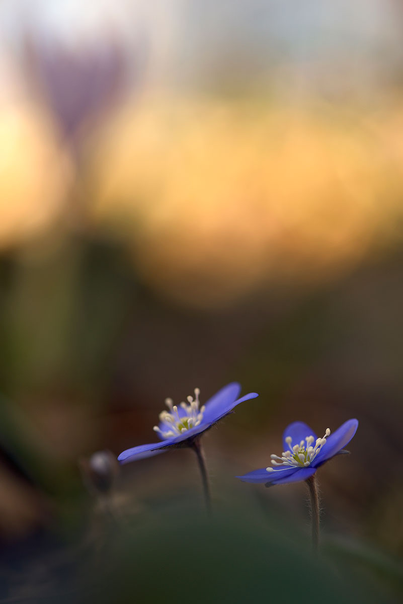 Anemone hepatica