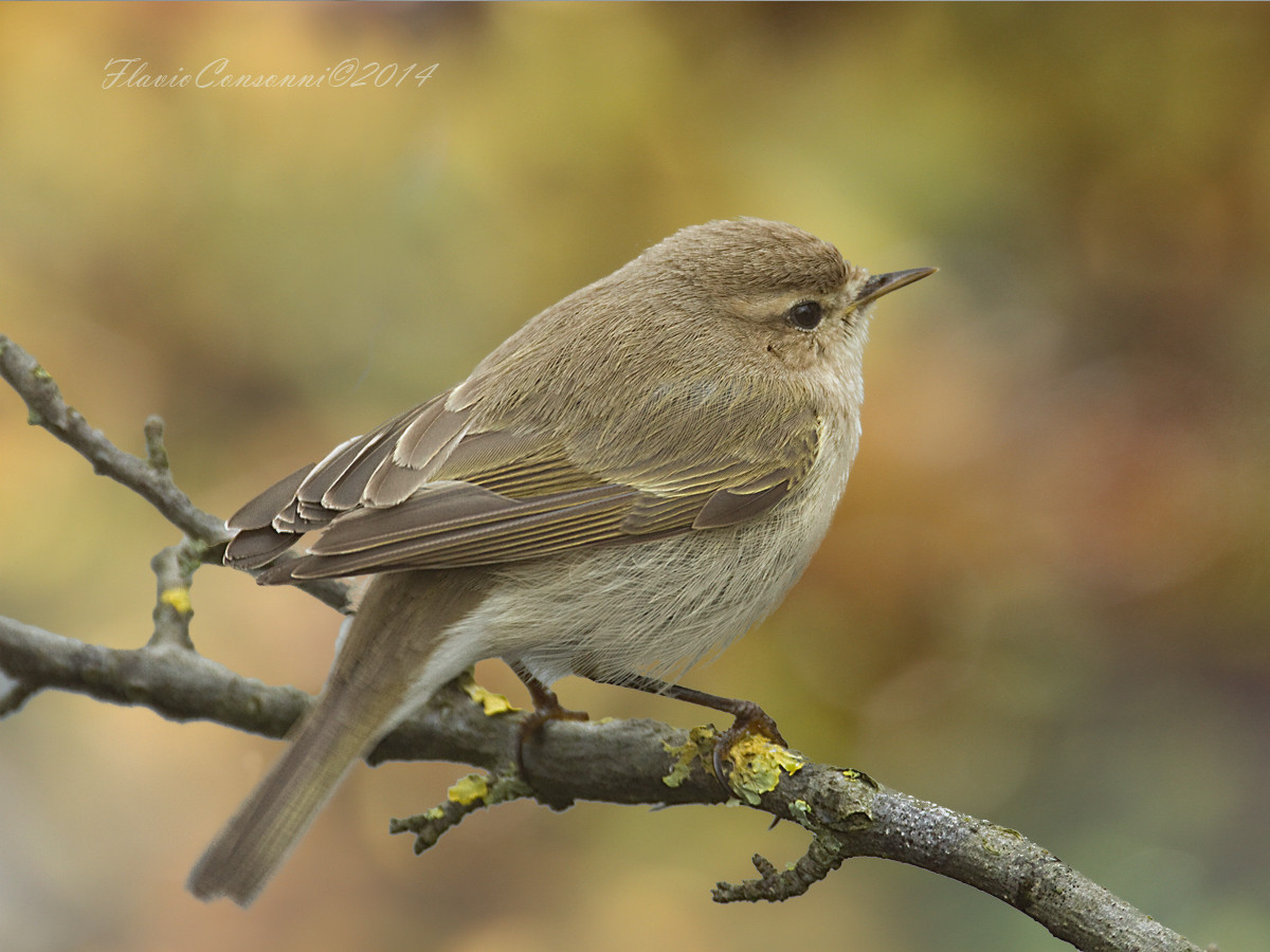 Luì piccolo ssp. siberiano