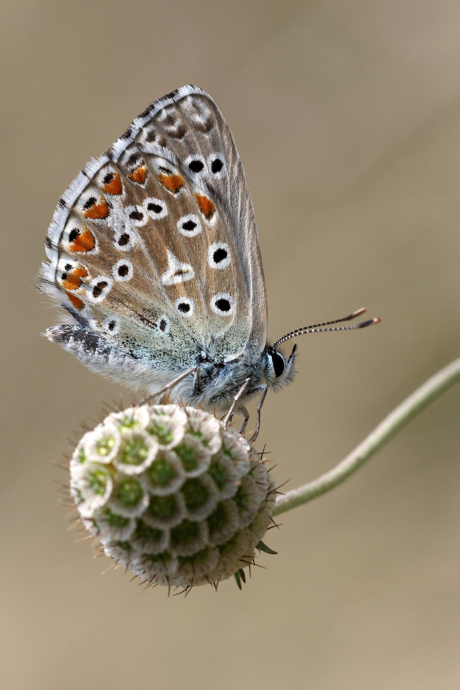 Polyommatus bellargus
